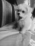 Bichon maltese mini toy