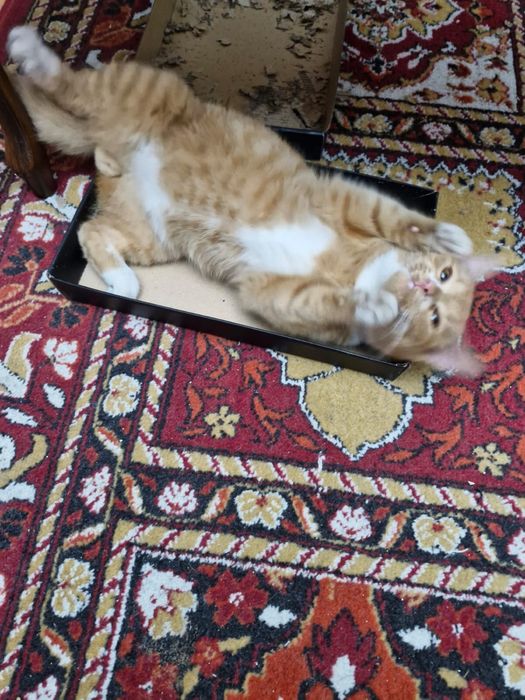 Donez pisici ,motani si pui  de 2-3 luni și mai mari de 1 an