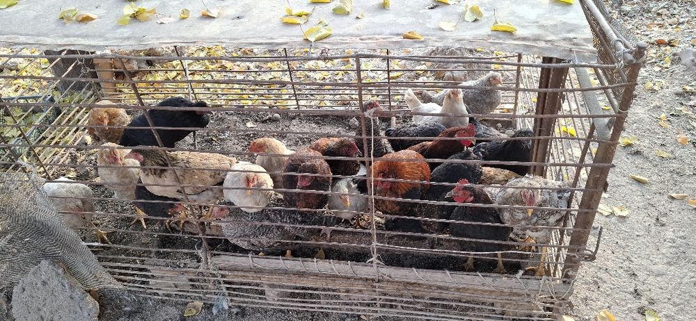 Ху'роз товук,лар сотилади.