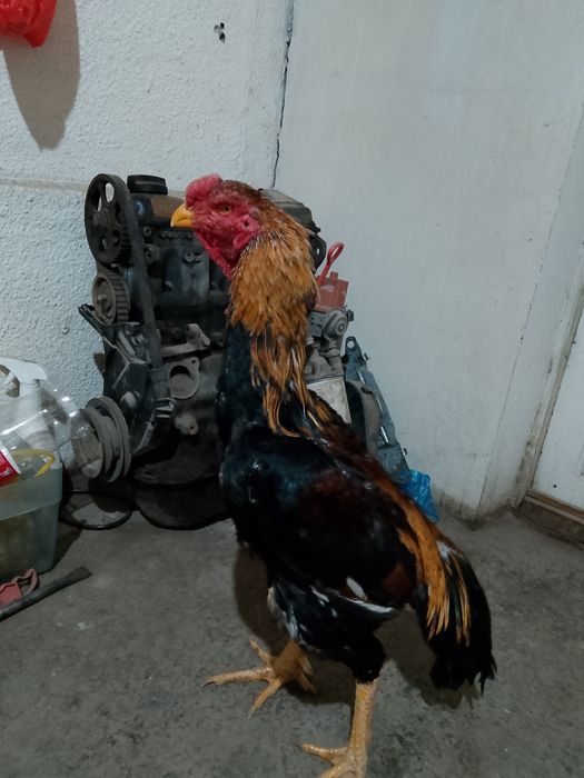 Дакан кораз сатылады