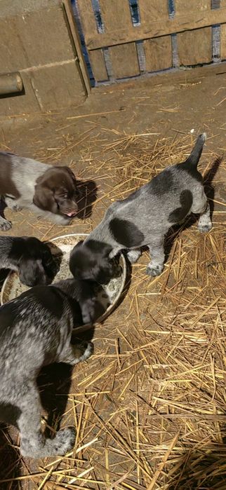 Дратхар кутрета , малки кученца дратхар