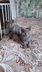 Fetițe british shorthair