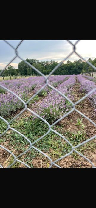 Butasi lavandă de vânzare