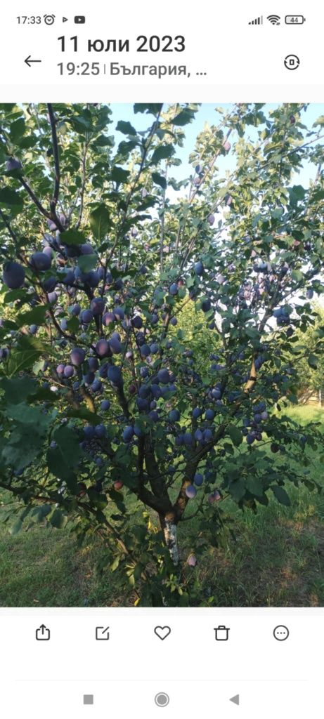 Къща с овощна градина с.Асеновци