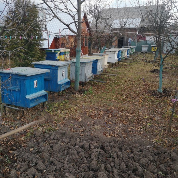 Vind Familii de albine Carpatine