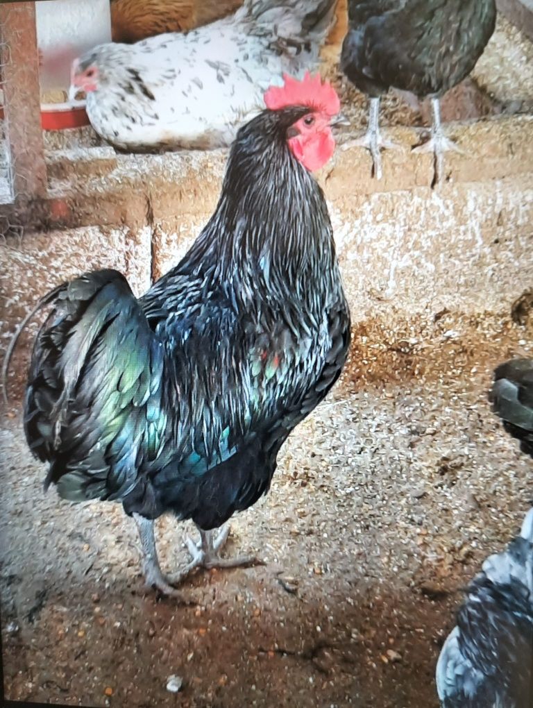 Oua gaini australorp