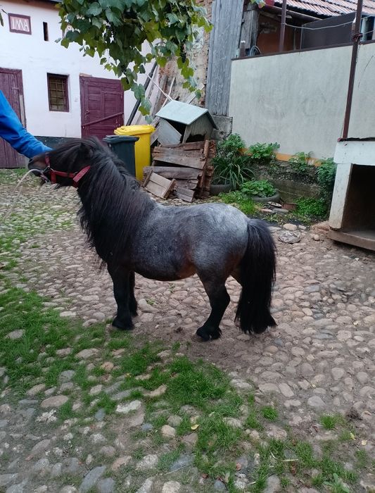Armăsar ponei talie mica