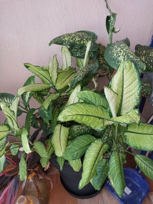 Комнатные цветы в горшках