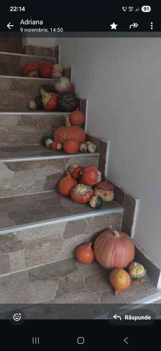 Tartacute dovleci ornamentali