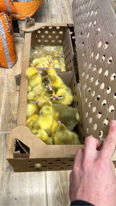 Pui de carne , rasa mixtă, kabir, puicuțe ouat, rate, gaste, curcani