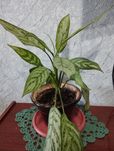 Комнатное растение Аглаонема .