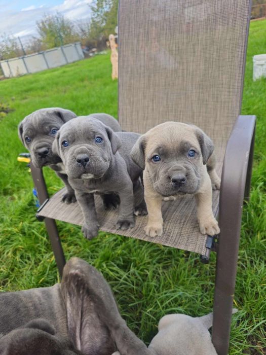 Уникални бебенца Кане карсо