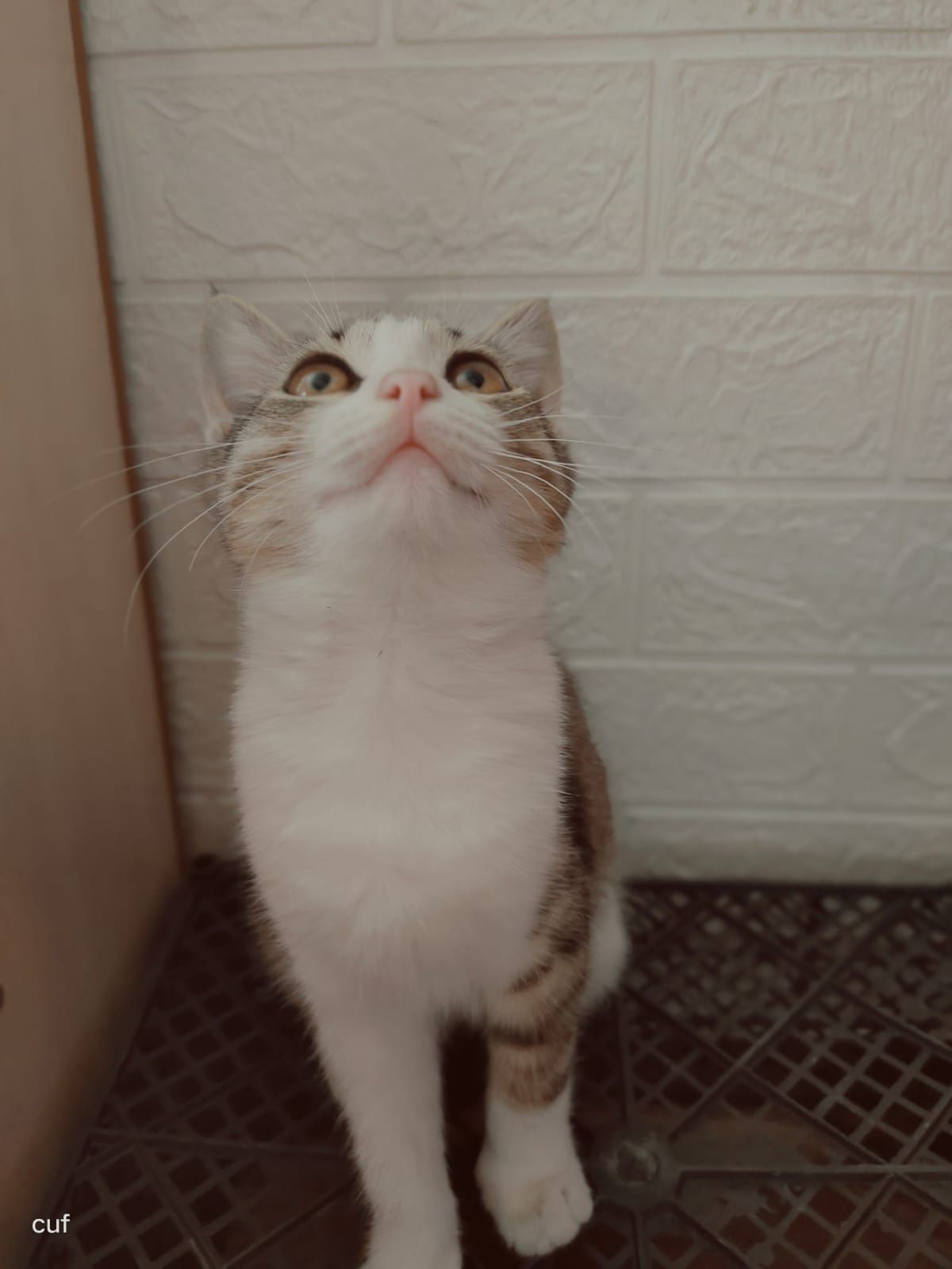 Отдам бесплатно котят