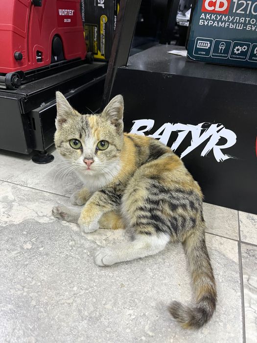 Котенок в добрые руки!!!