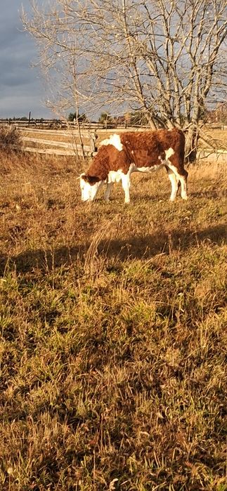 Juninci BR de vânzare