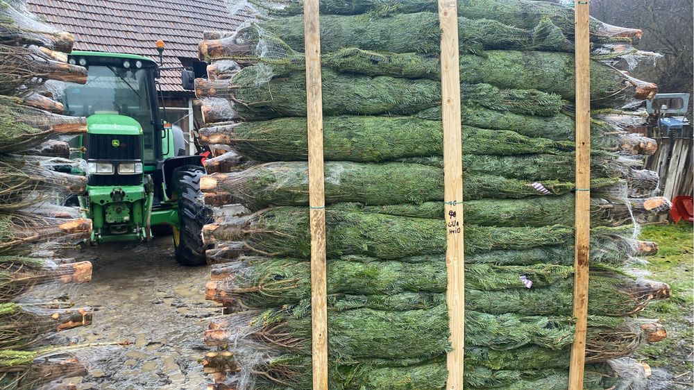 Brazi de craciun in en-gros 150 pana la 5 m