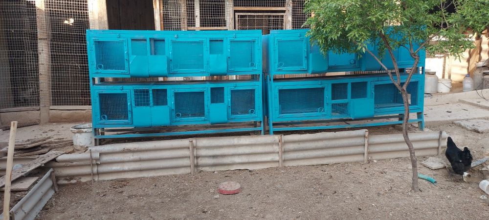 Куён ини сотилади