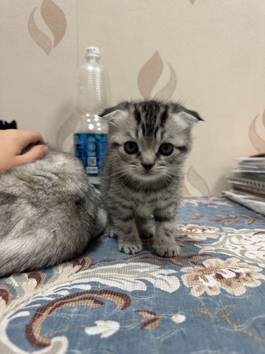 Котенок девочка 1,5 месяца