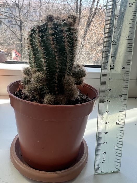 Кактусы кактусы