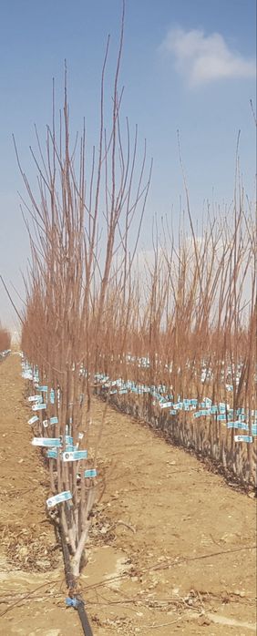 Саженцы фруктовых деревьев