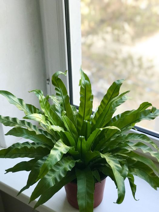 Продаются комнатные цветы