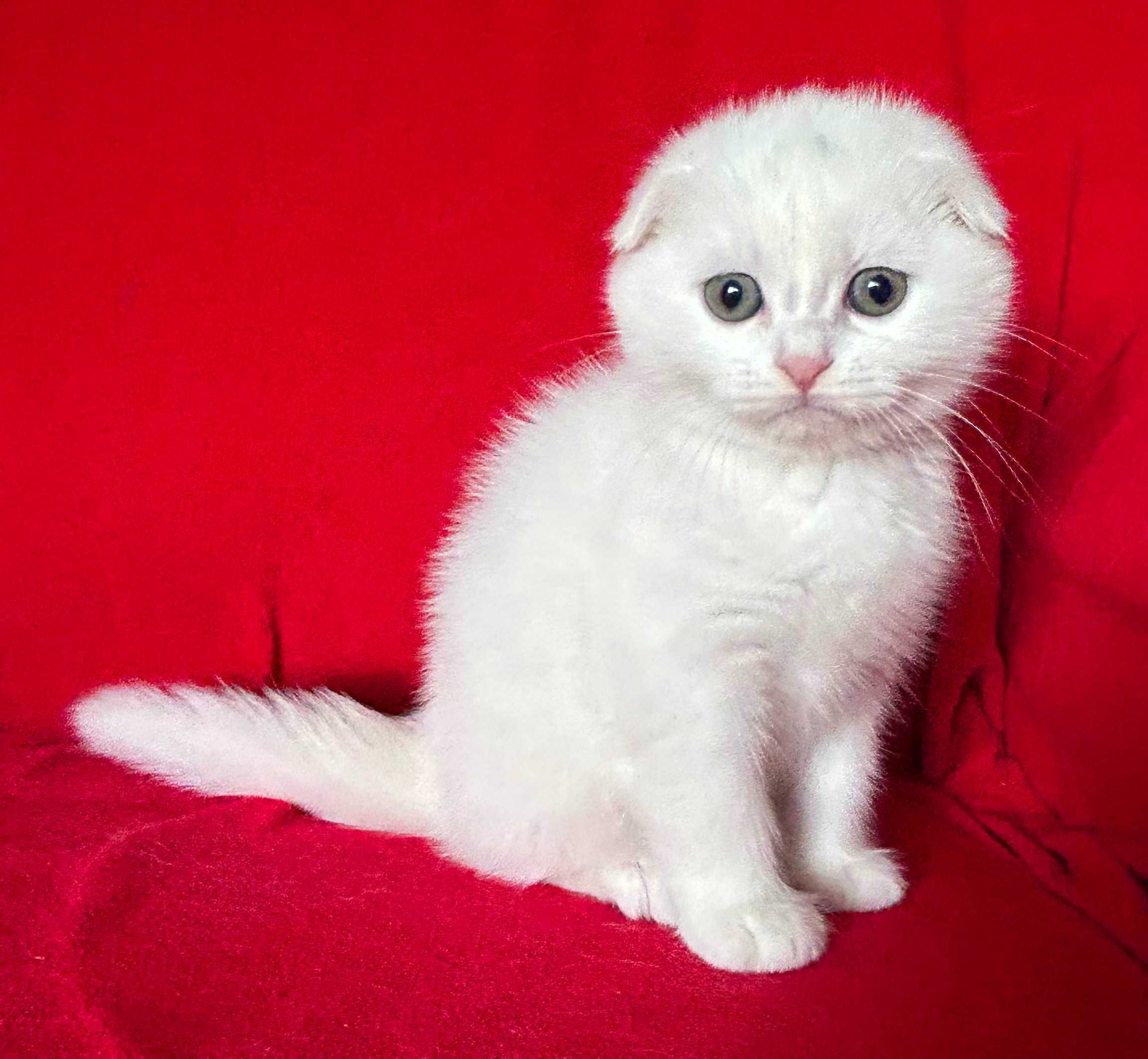 Cel mai alb îngeraș, Pisicuță Scottish Fold, Poze reale - Pedigree