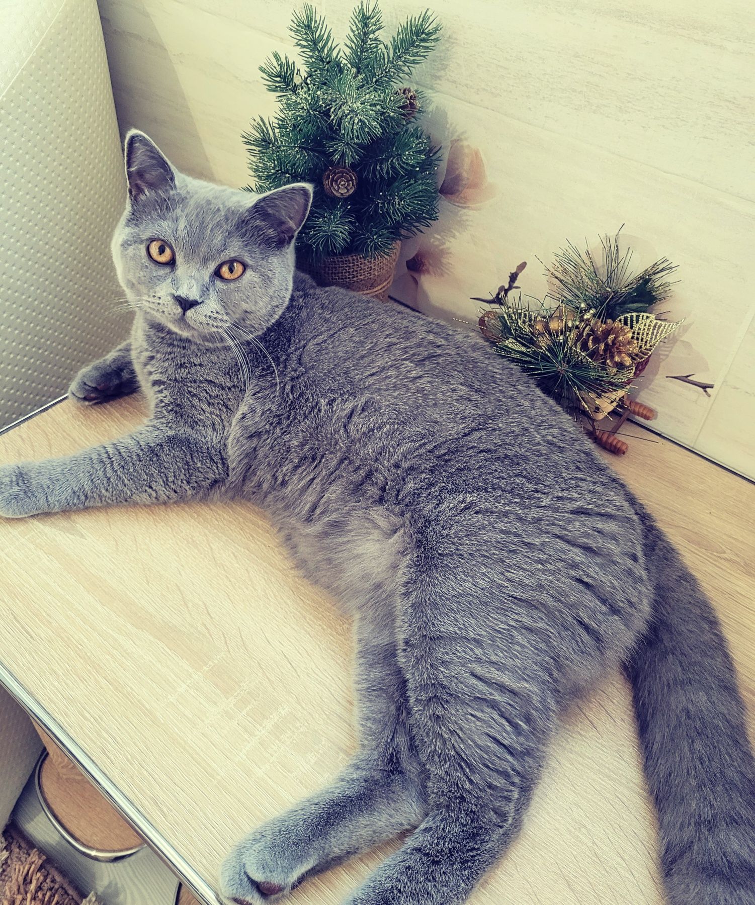 Donez Motan British Shorthair