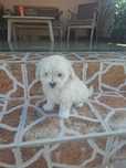 De vânzare cățeluș bichon havanez!