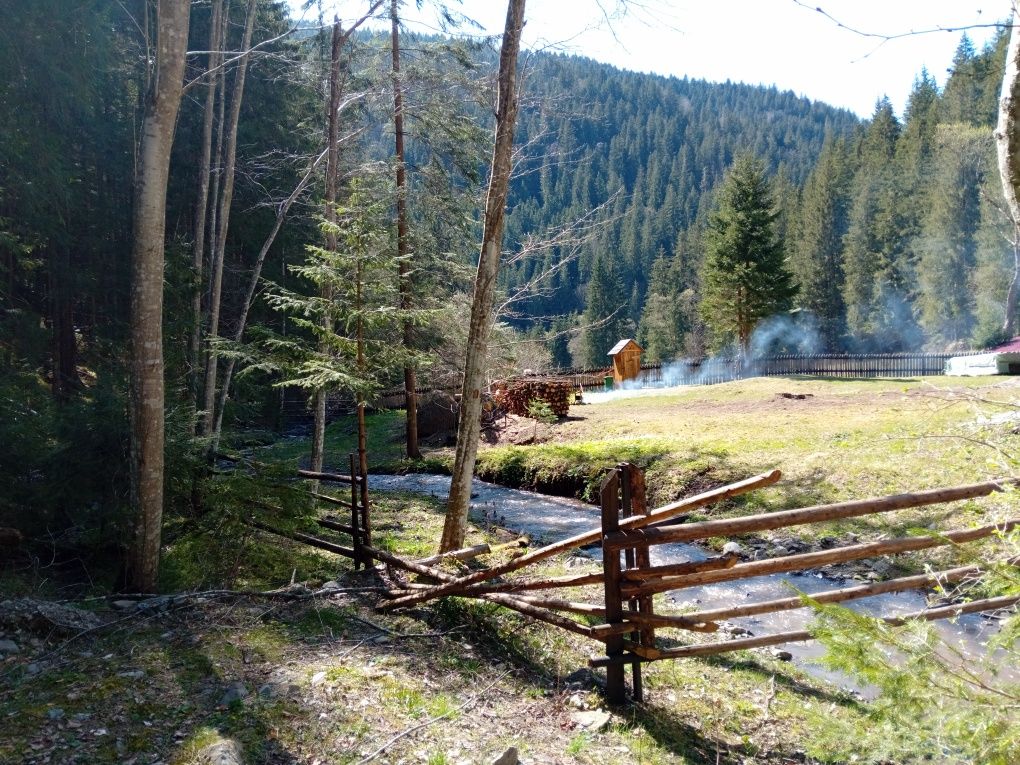 Teren/grădină cu izvor și pârâu în mijlocul pădurii.