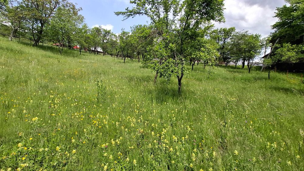 Teren intravilan de vanzare