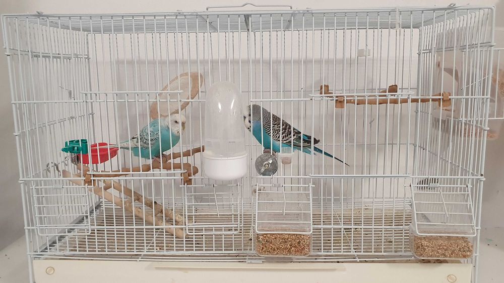 Pereche perusi (specia: pied recesiv/spangle) gata sa faca oua