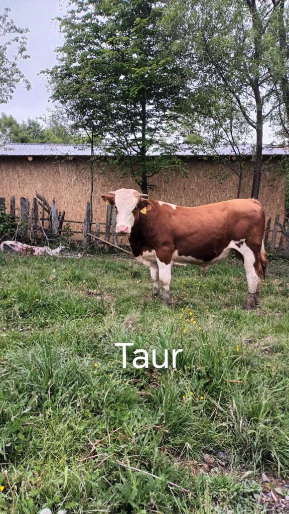 Vând tauri și junici  genstante