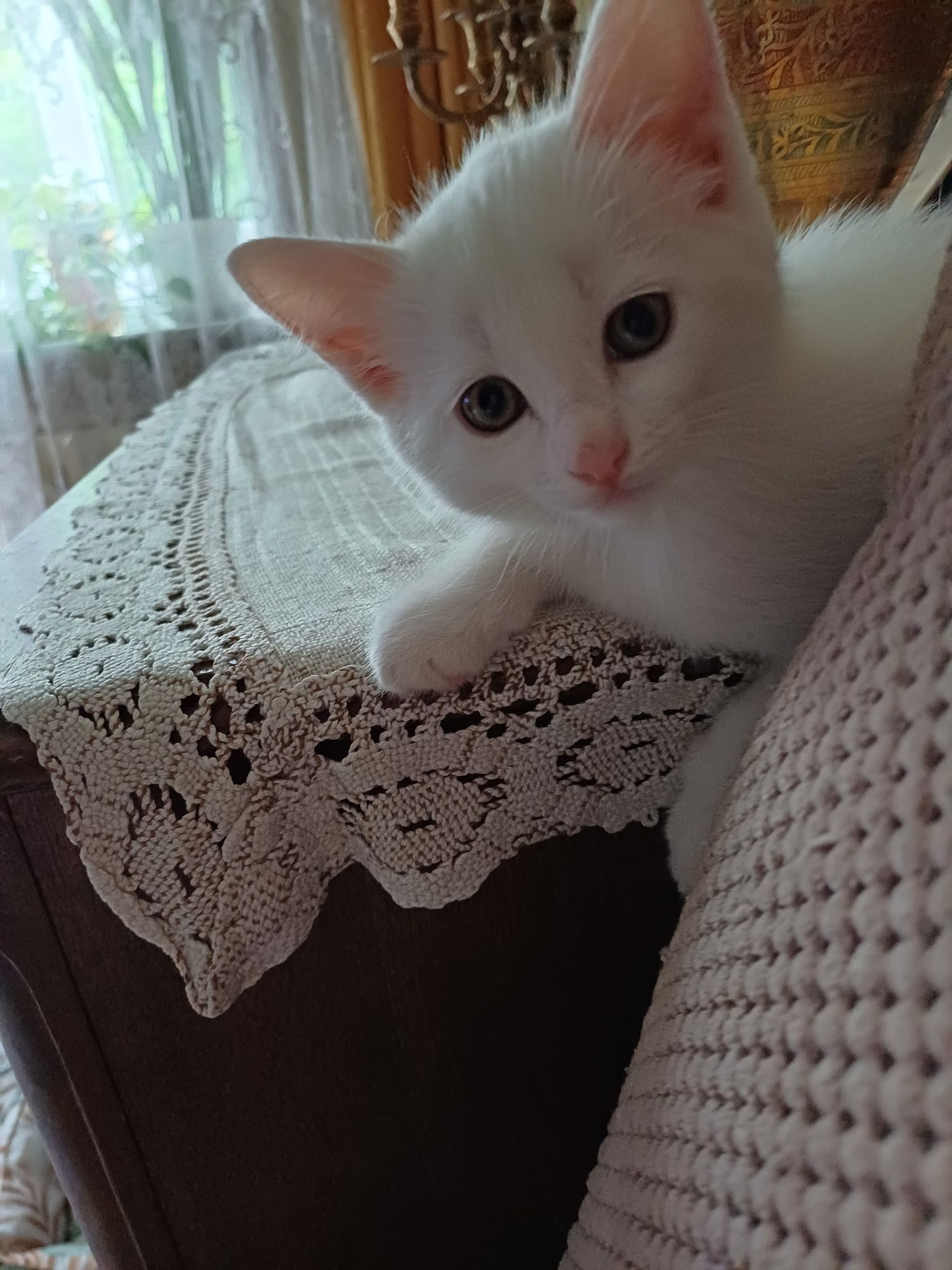 Пристраиватся котенок