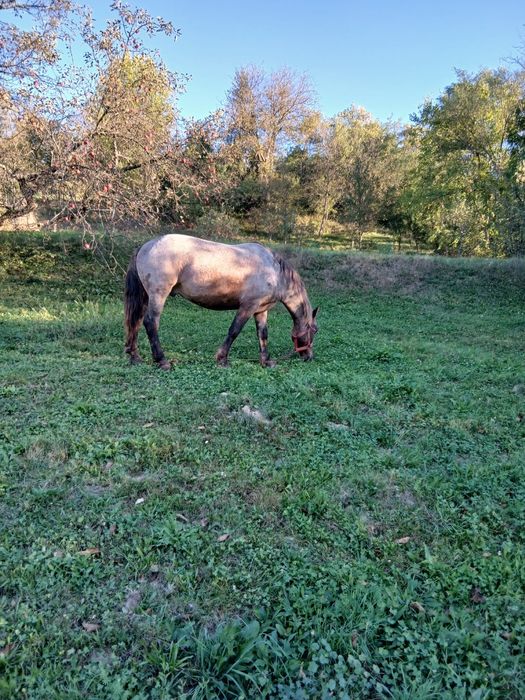 Vând cal cu vârsta de 7 ani