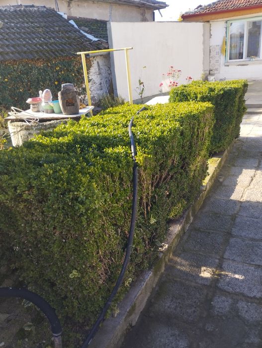 Чемшир с корен готов за засаждане