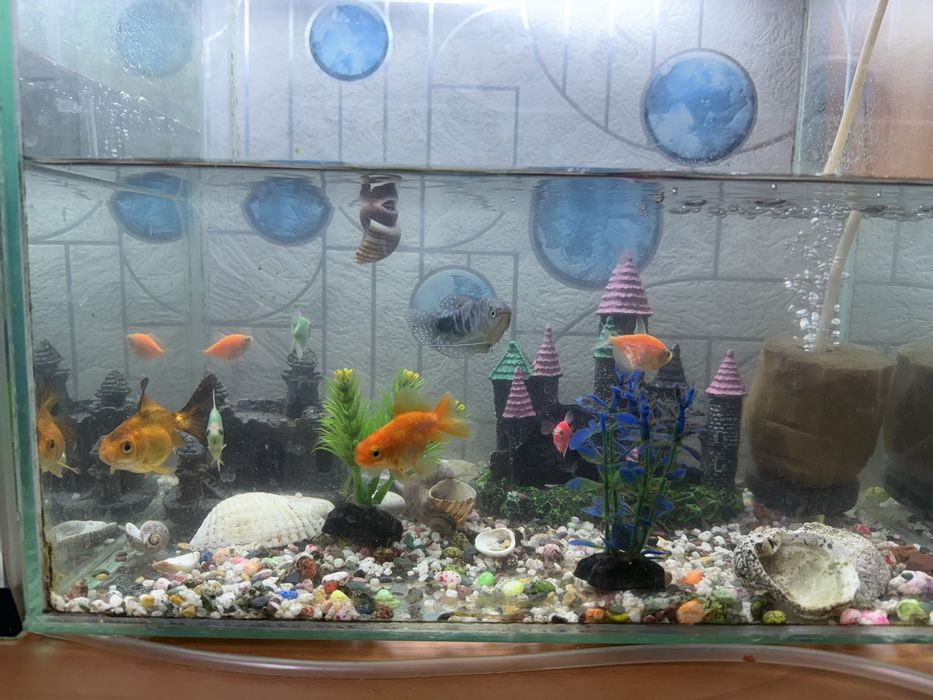 Продам срочно аквариум вместе с рыбками