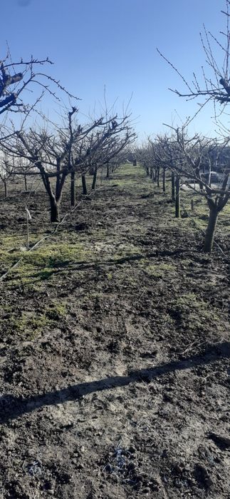 Stropit pomi fructiferi,vita de vie, solarii,sere,terenuri