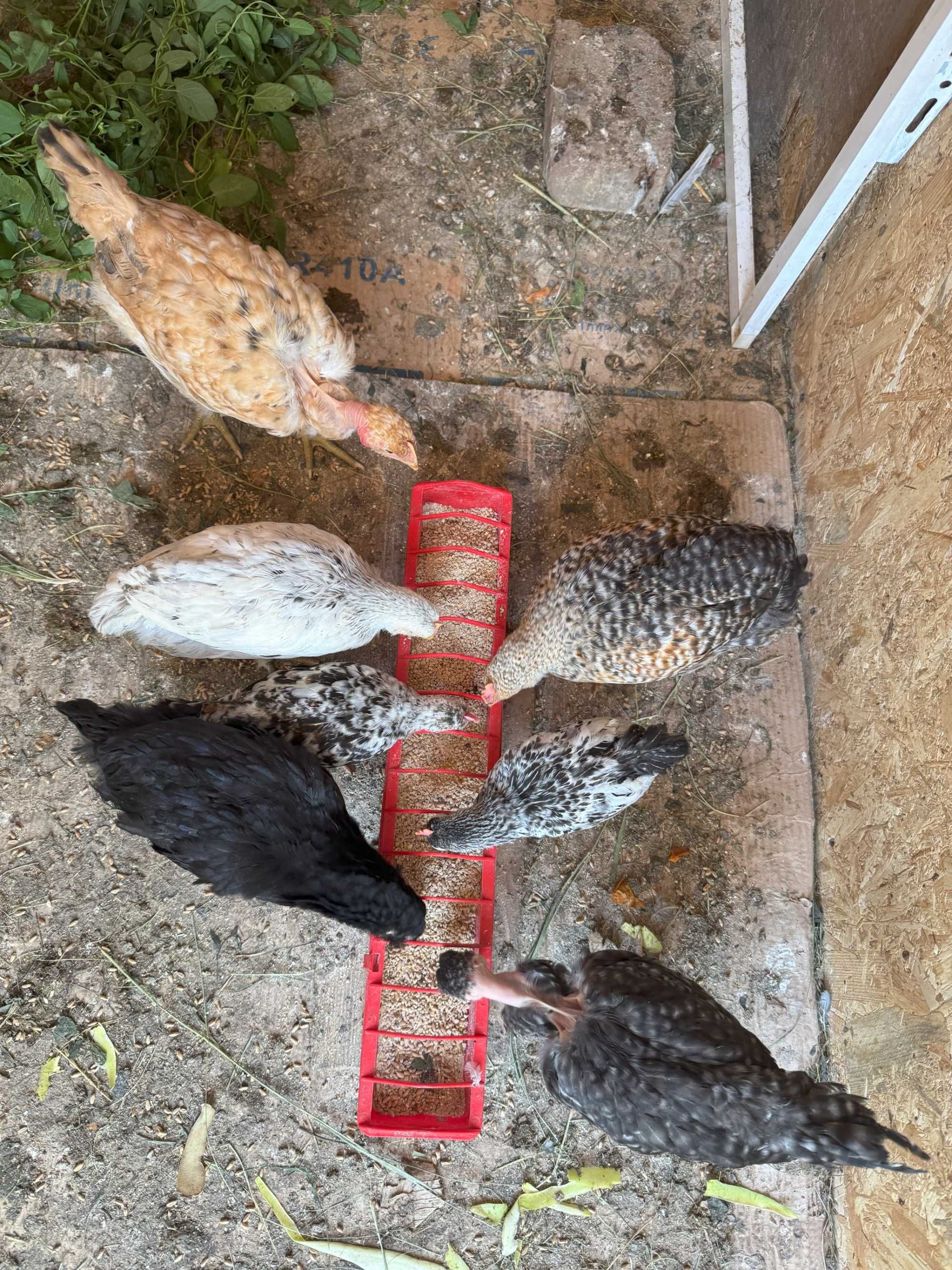 Gaini pitice, cocosi americani, araucana, chabo, gat golas