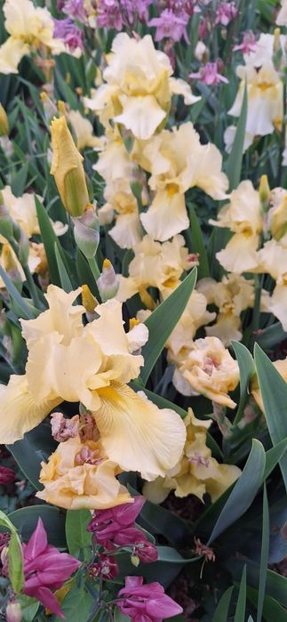 Rang barang gulsapsar (iris)