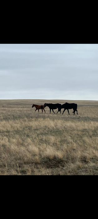 Продам жеребенка