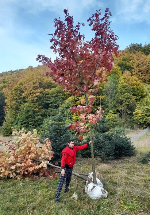 Pin Sylvestru, hymalaia/stejar roșu