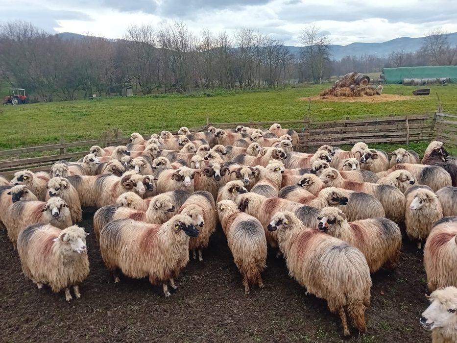 Oi de vânzare tinere