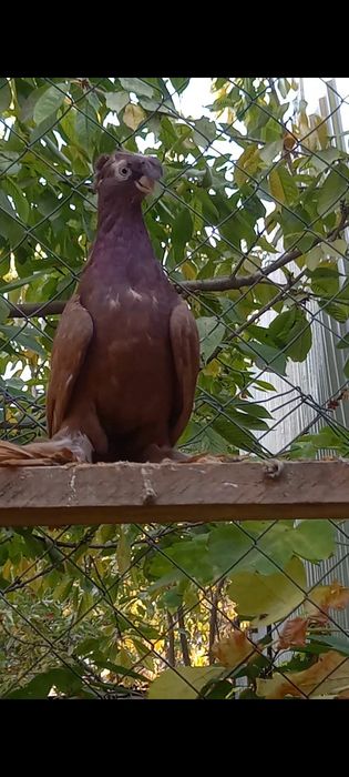 Голубка продам. .