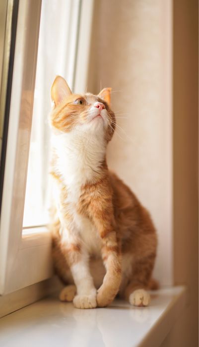 Mushukcha Rizjik uy izlayapti — Toshkent