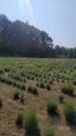 Vand flori lavanda