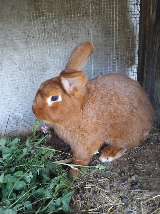 Vând 2 iepuri mascul și femelă