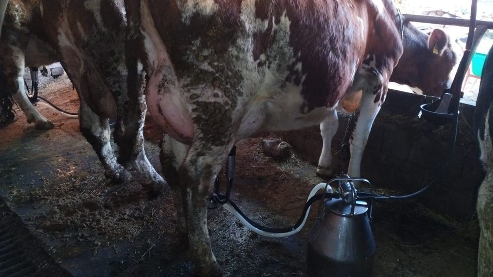 Vaca red holstein tanara