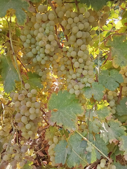Vino uchun uzum dastafka bor