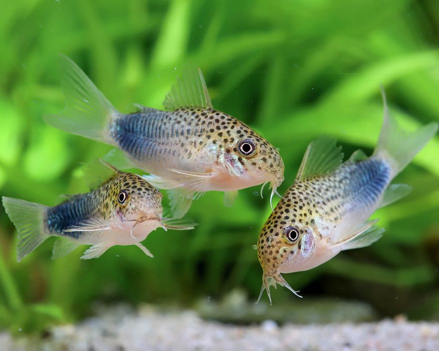 Corydoras (Hoplisoma) Similis,Sterbai, Gold Laser (CW010), pesti sanit
