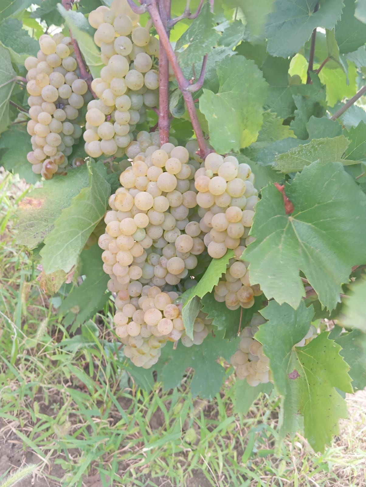 Struguri de vin / sau must